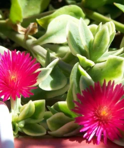 Trailing Ice Plant Dorotheanthus Live Plant - Succulent for Indoors/Out - 2.5
