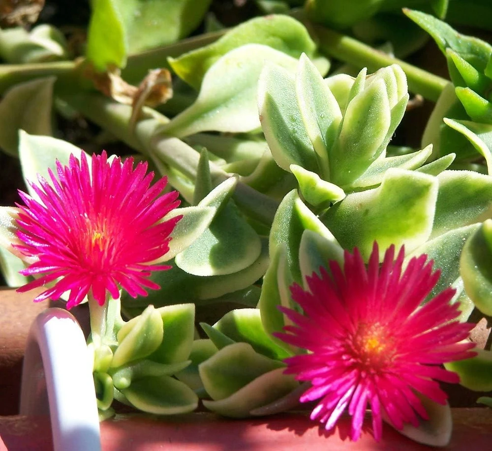Trailing Ice Plant Dorotheanthus Live Plant - Succulent for Indoors/Out - 2.5" Pot - Image 1