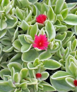 Trailing Ice Plant Dorotheanthus Live Plant - Succulent for Indoors/Out - 2.5