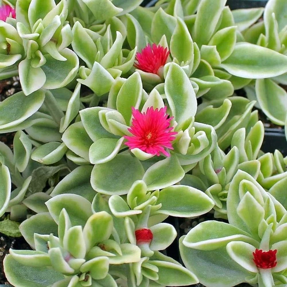 Trailing Ice Plant Dorotheanthus Live Plant - Succulent for Indoors/Out - 2.5" Pot - Image 3