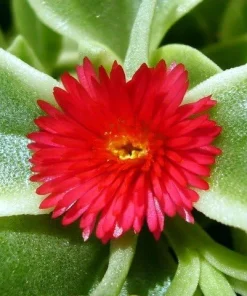 Trailing Ice Plant Dorotheanthus Live Plant - Succulent for Indoors/Out - 2.5