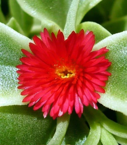 Trailing Ice Plant Dorotheanthus Live Plant - Succulent for Indoors/Out - 2.5" Pot - Image 4