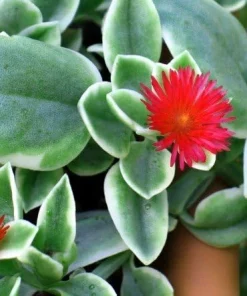 Trailing Ice Plant Dorotheanthus Live Plant - Succulent for Indoors/Out - 2.5