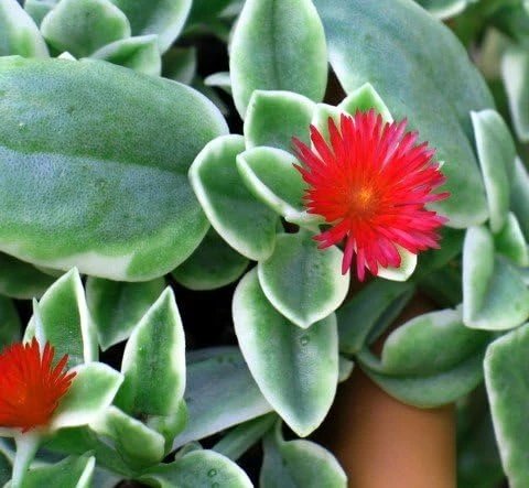 Trailing Ice Plant Dorotheanthus Live Plant - Succulent for Indoors/Out - 2.5" Pot - Image 5
