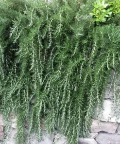 Trailing Rosemary Live Plant - Rosmarinus officinalis - Prostrate Herb - 1 Gallon Pot - Outdoor - Image 2