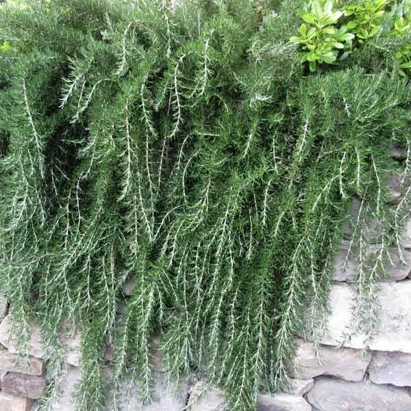 Trailing Rosemary Live Plant - Rosmarinus officinalis - Prostrate Herb - 1 Gallon Pot - Outdoor - Image 2