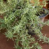 Trailing Rosemary Live Plant - Rosmarinus officinalis - Prostrate Herb - 1 Gallon Pot - Outdoor - Image 1