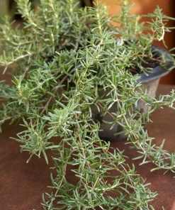 Trailing Rosemary Live Plant - Rosmarinus officinalis - Prostrate Herb - 1 Gallon Pot - Outdoor - Image 1