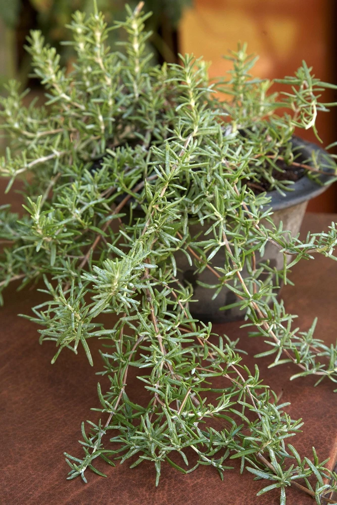 Trailing Rosemary Live Plant - Rosmarinus officinalis - Prostrate Herb - 1 Gallon Pot - Outdoor - Image 1