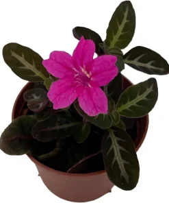 Trailing Velvet Vine Plant Ruellia makoyana - Live Plant, 2.5" Pot - Image 2