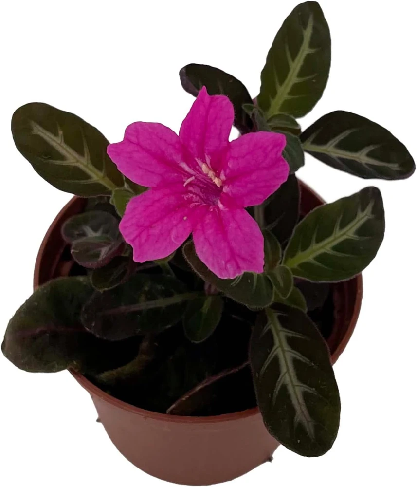Trailing Velvet Vine Plant Ruellia makoyana - Live Plant, 2.5" Pot - Image 2