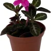 Trailing Velvet Vine Plant Ruellia makoyana - Live Plant, 2.5" Pot - Image 1