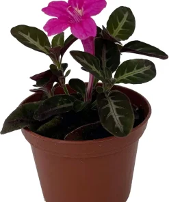 Trailing Velvet Vine Plant Ruellia makoyana - Live Plant, 2.5