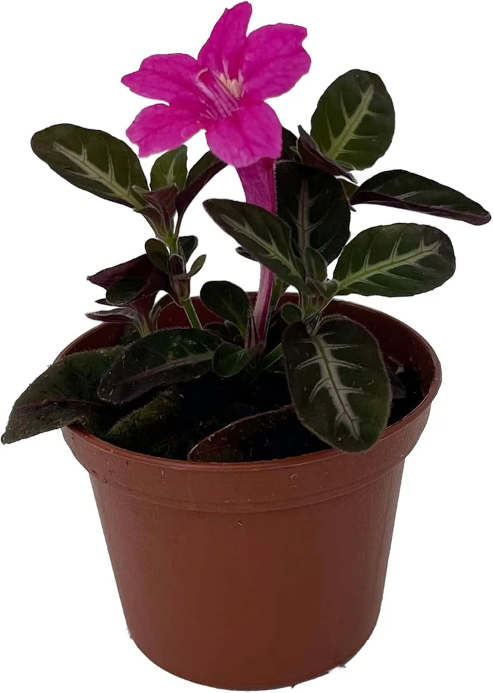 Trailing Velvet Vine Plant Ruellia makoyana - Live Plant, 2.5" Pot - Image 1