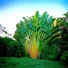 Traveler's Palm Tree Seeds (Ravenala madagascariensis) - 5 Seeds - Indoor/Outdoor - Image 1
