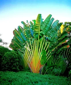 Traveler's Palm Tree Seeds (Ravenala madagascariensis) - 5 Seeds - Indoor/Outdoor - Image 1