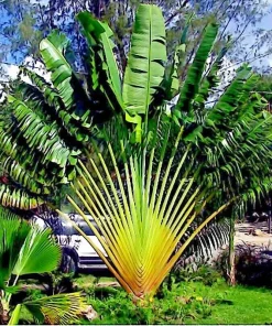 Traveler's Palm Tree Seeds (Ravenala madagascariensis) - 5 Seeds - Indoor/Outdoor - Image 2