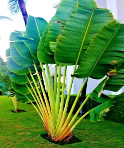Traveler's Palm Tree Seeds (Ravenala madagascariensis) - 5 Seeds - Indoor/Outdoor - Image 3