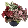 Tricolor Polka Dot Plant (Hypoestes) Live Houseplant - 3.5" Pot - Image 1