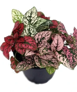 Tricolor Polka Dot Plant (Hypoestes) Live Houseplant - 3.5