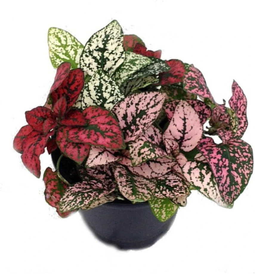 Tricolor Polka Dot Plant (Hypoestes) Live Houseplant - 3.5" Pot - Image 1