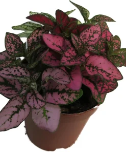 Tricolor Polka Dot Plant - Hypoestes Sanguinolenta Live House Plant - 2 inch Pot - Image 2