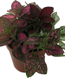 Tricolor Polka Dot Plant - Hypoestes Sanguinolenta Live House Plant - 2 inch Pot - Image 3