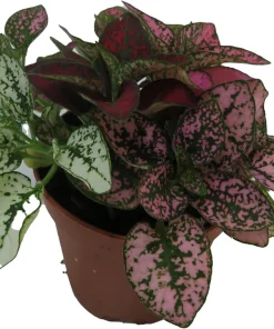 Tricolor Polka Dot Plant - Hypoestes Sanguinolenta Live House Plant - 2 inch Pot - Image 4