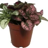 Tricolor Polka Dot Plant - Hypoestes Sanguinolenta Live House Plant - 2 inch Pot - Image 1