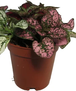 Tricolor Polka Dot Plant - Hypoestes Sanguinolenta Live House Plant - 2 inch Pot - Image 1