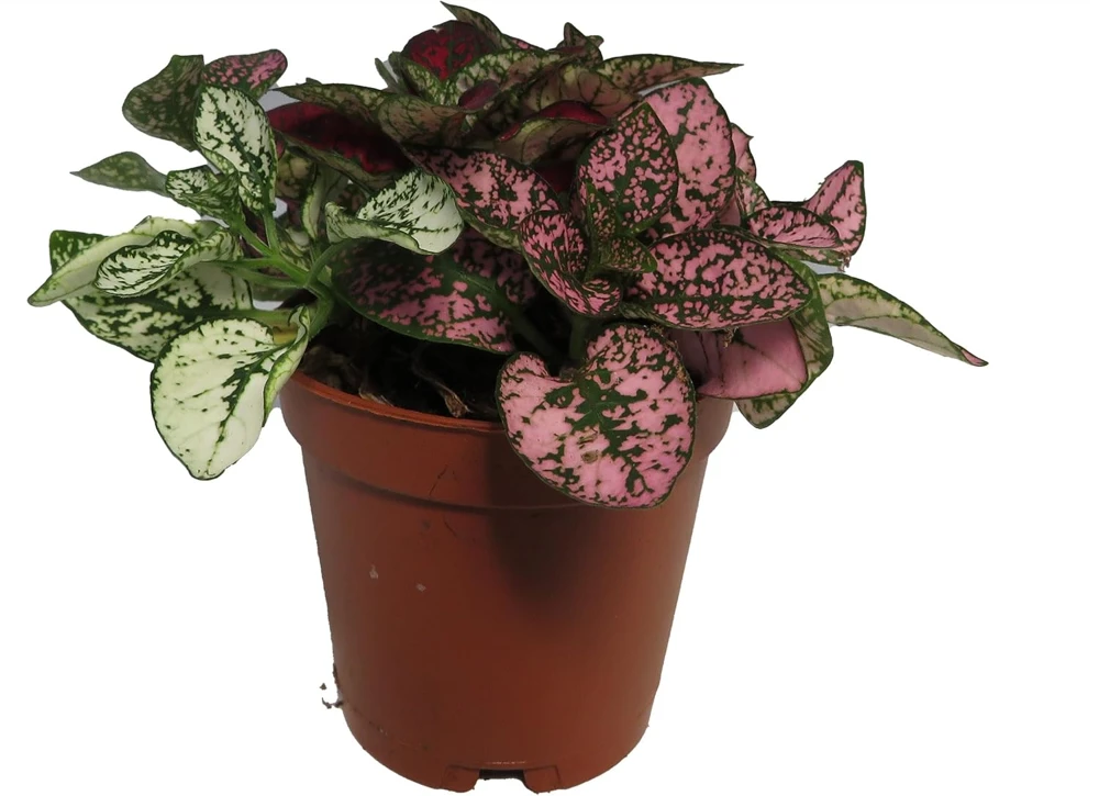 Tricolor Polka Dot Plant - Hypoestes Sanguinolenta Live House Plant - 2 inch Pot - Image 1