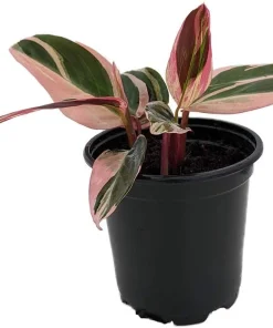 Tricolor Prayer Plant - Stromanthe Triostar - 4" Pot - Live Houseplant - Indoor - Image 2