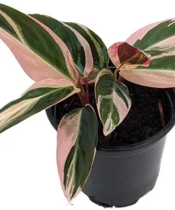 Tricolor Prayer Plant - Stromanthe Triostar - 4