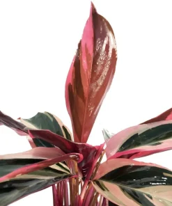 Tricolor Prayer Plant - Stromanthe Triostar - 4