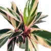 Tricolor Prayer Plant - Stromanthe Triostar - 4" Pot - Live Houseplant - Indoor - Image 1