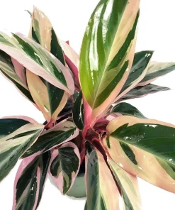 Tricolor Prayer Plant - Stromanthe Triostar - 4