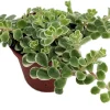 Tricolor Sedum Live Plant - Sedum spurium 'Variegata' - 2.5" Pot - Indoor/Outdoor - Image 1