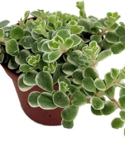 Tricolor Sedum Live Plant - Sedum spurium 'Variegata' - 2.5
