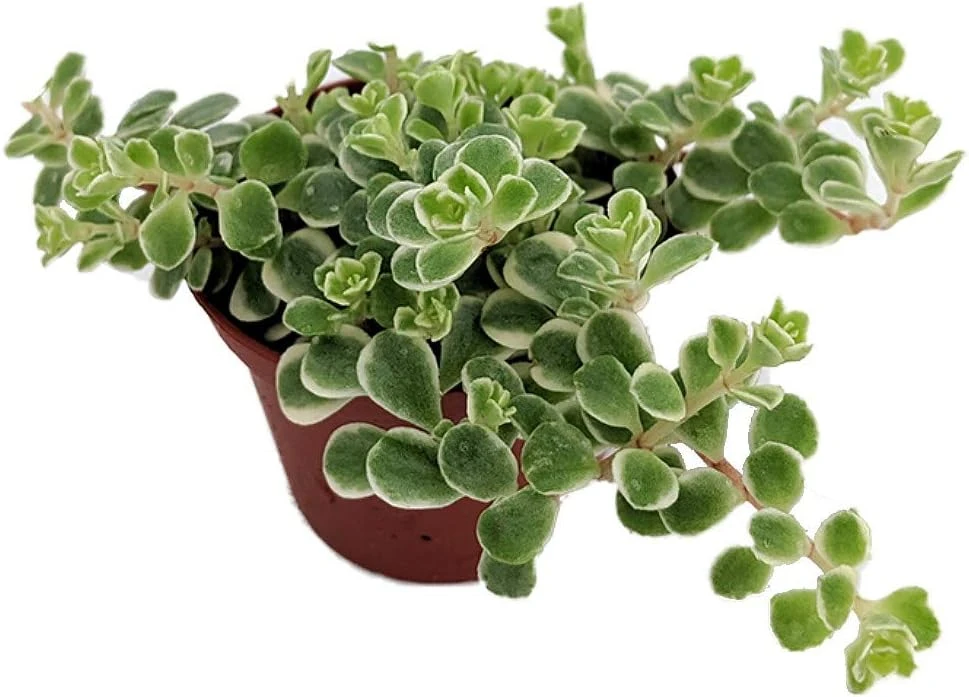 Tricolor Sedum Live Plant - Sedum spurium 'Variegata' - 2.5" Pot - Indoor/Outdoor - Image 1