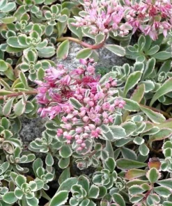 Tricolor Sedum Live Plant - Sedum spurium 'Variegata' - 2.5" Pot - Indoor/Outdoor - Image 2