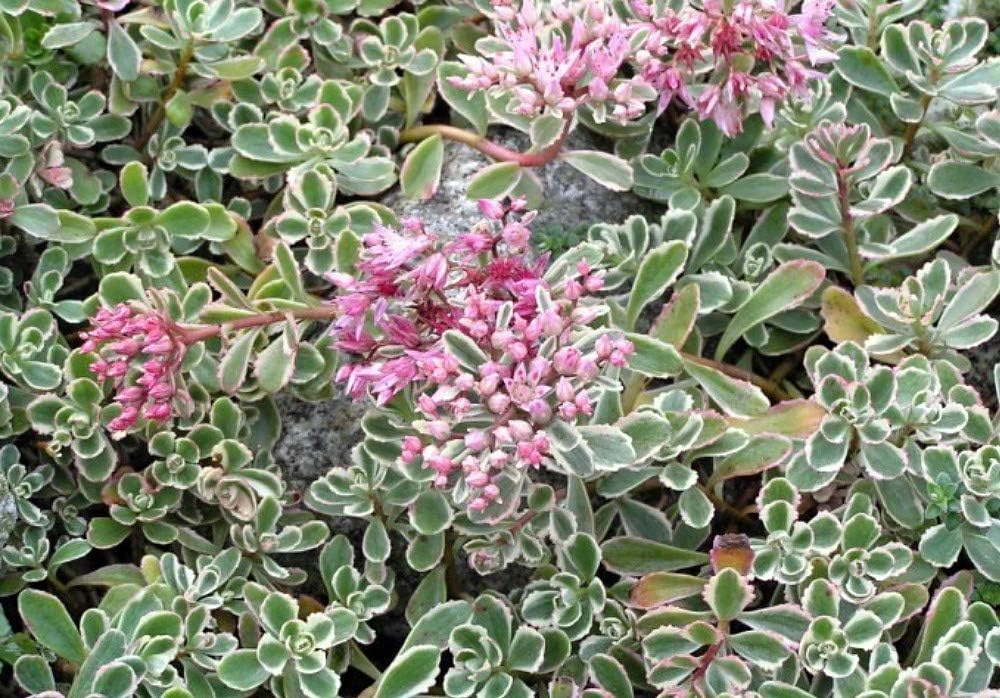 Tricolor Sedum Live Plant - Sedum spurium 'Variegata' - 2.5" Pot - Indoor/Outdoor - Image 2