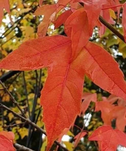 Trident Japanese Maple Live Plant – Acer buergerianum – 4