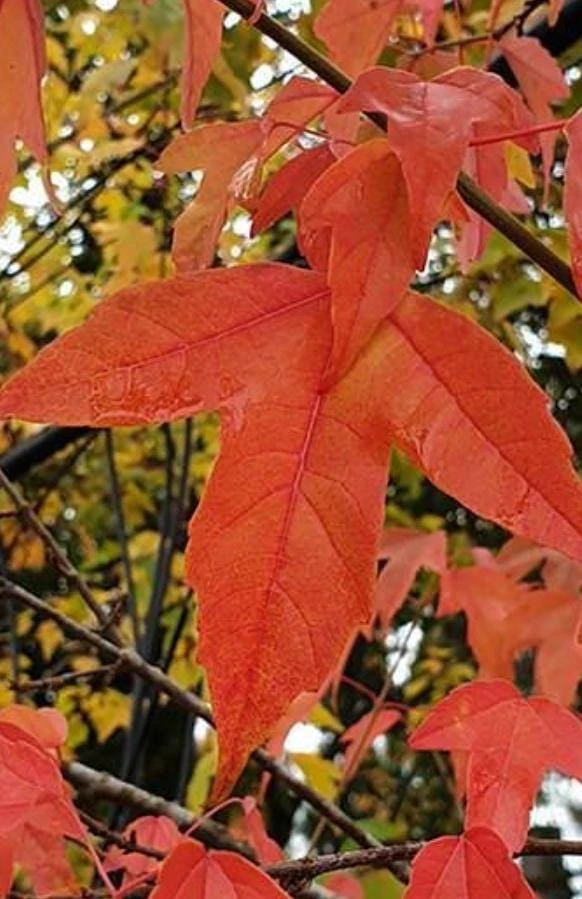 Trident Japanese Maple Live Plant – Acer buergerianum – 4" Pot – Outdoor Tree - Image 2