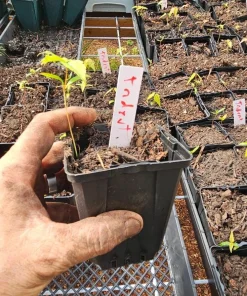 Trident Japanese Maple Live Plant – Acer buergerianum – 4
