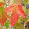 Trident Japanese Maple Live Plant – Acer buergerianum – 4" Pot – Outdoor Tree - Image 1