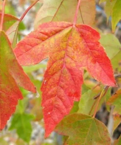 Trident Japanese Maple Live Plant – Acer buergerianum – 4