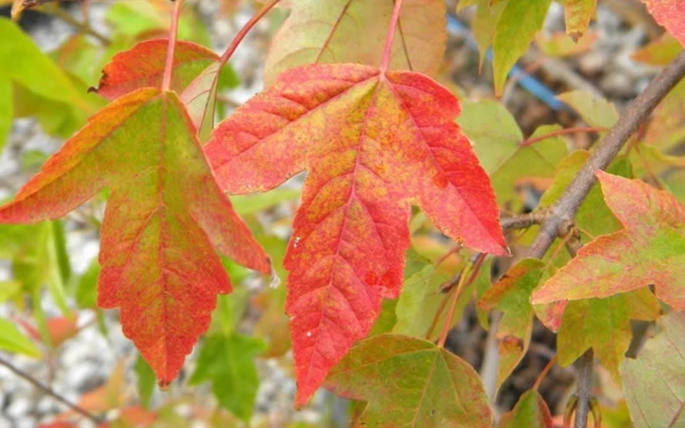 Trident Japanese Maple Live Plant – Acer buergerianum – 4" Pot – Outdoor Tree - Image 1