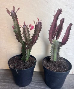Trigona Purple in 4", African Milk Tree, Cactus, Succulent, Live plant - Image 2