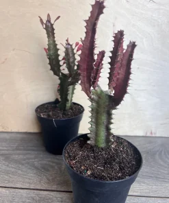 Trigona Purple in 4