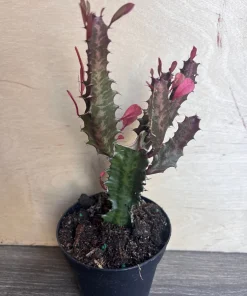 Trigona Purple in 4